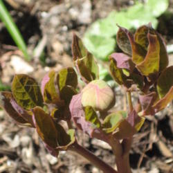Location: Calgary
Date: 2013-05-05
Close-up of plant bud, at end of single stalk of plant.