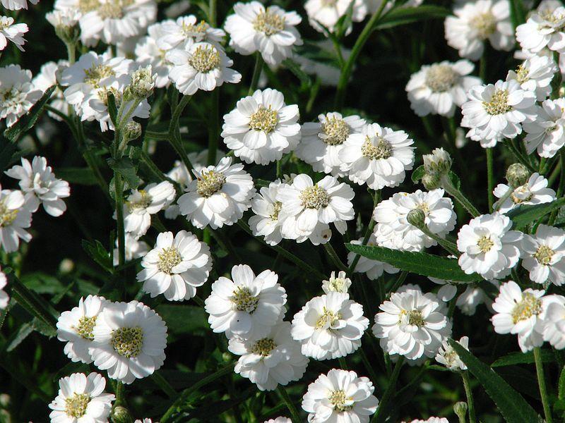 Photo of Yarrow (Achillea ptarmica 'The Pearl') uploaded by robertduval14