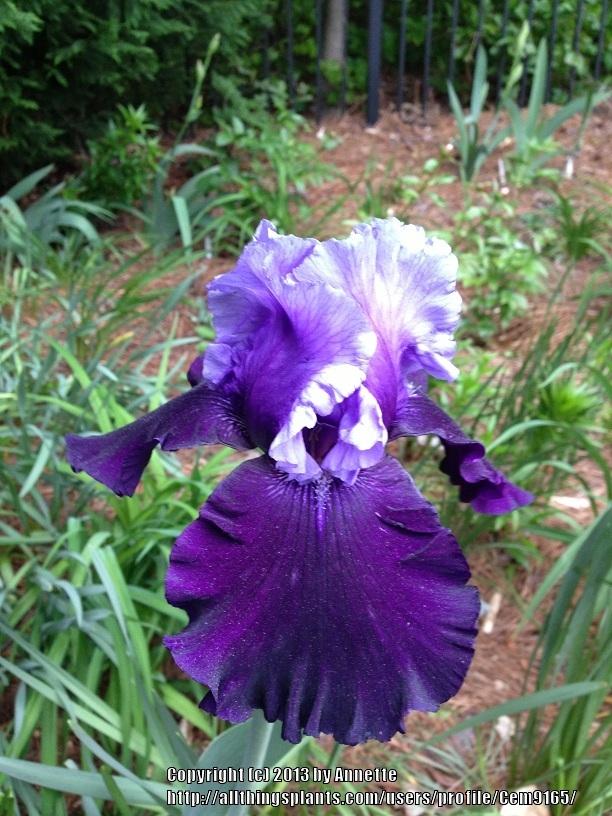 Photo of Tall Bearded Iris (Iris 'Best Bet') uploaded by Cem9165
