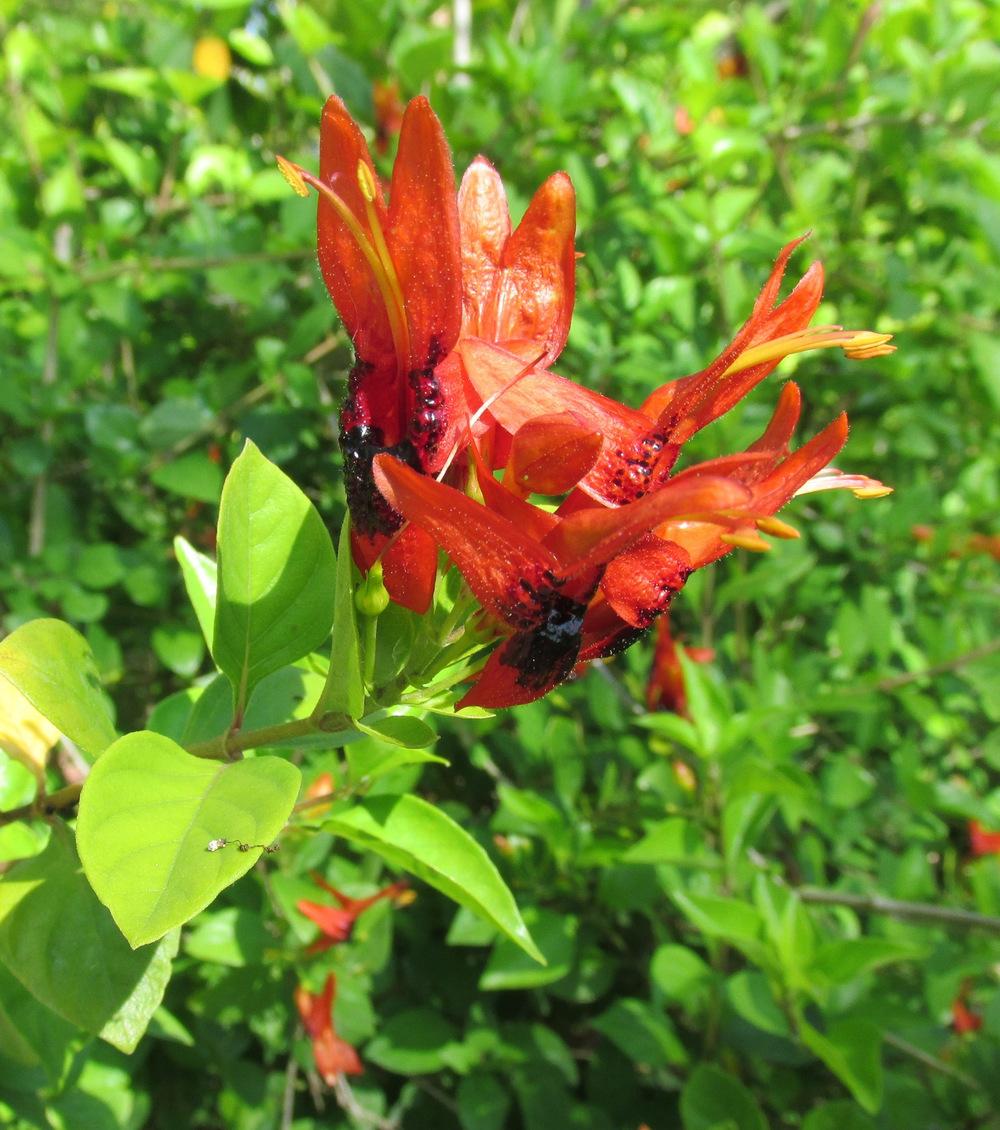Photo of Hummingbird Plant (Ruttya fruticosa) uploaded by Dutchlady1