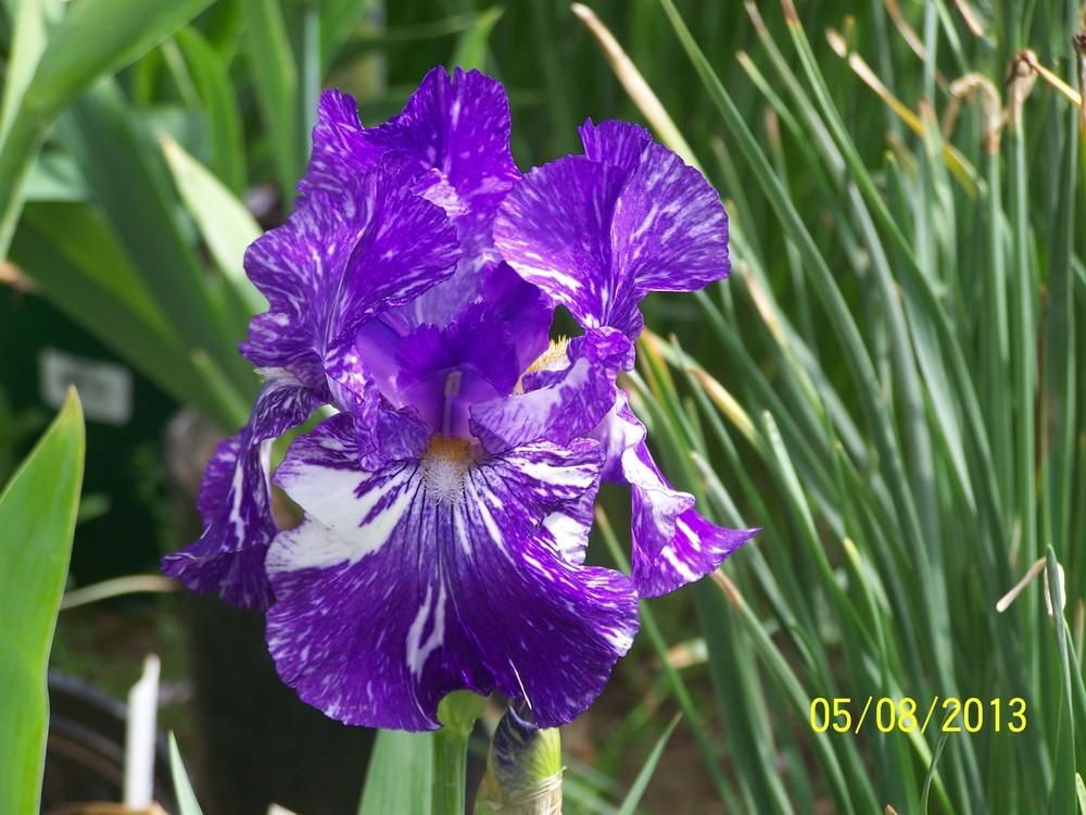 Photo of Border Bearded Iris (Iris 'Batik') uploaded by Misawa77