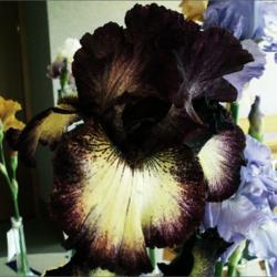 Location: Indiana
Date: Mah
Old Renegade tall bearded iris
