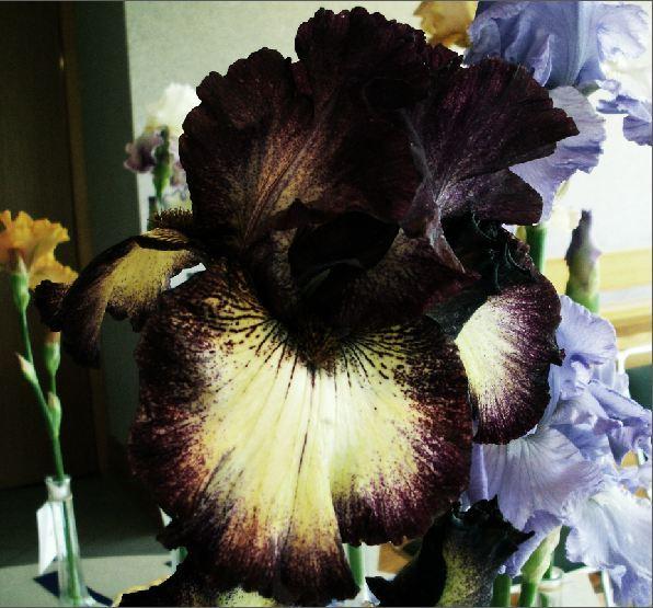 Photo of Tall Bearded Iris (Iris 'Old Renegade') uploaded by diggit