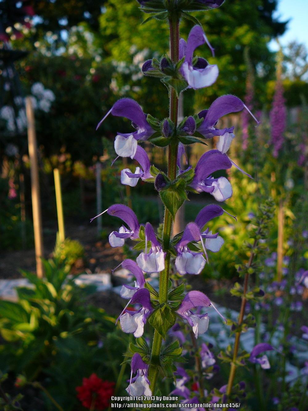 Photo of Salvia 'Madeline' uploaded by duane456