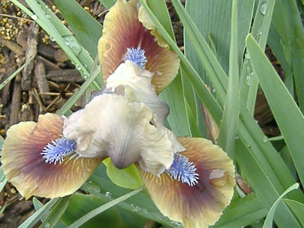 Photo of Standard Dwarf Bearded Iris (Iris 'Casper's Shadow') uploaded by tveguy3