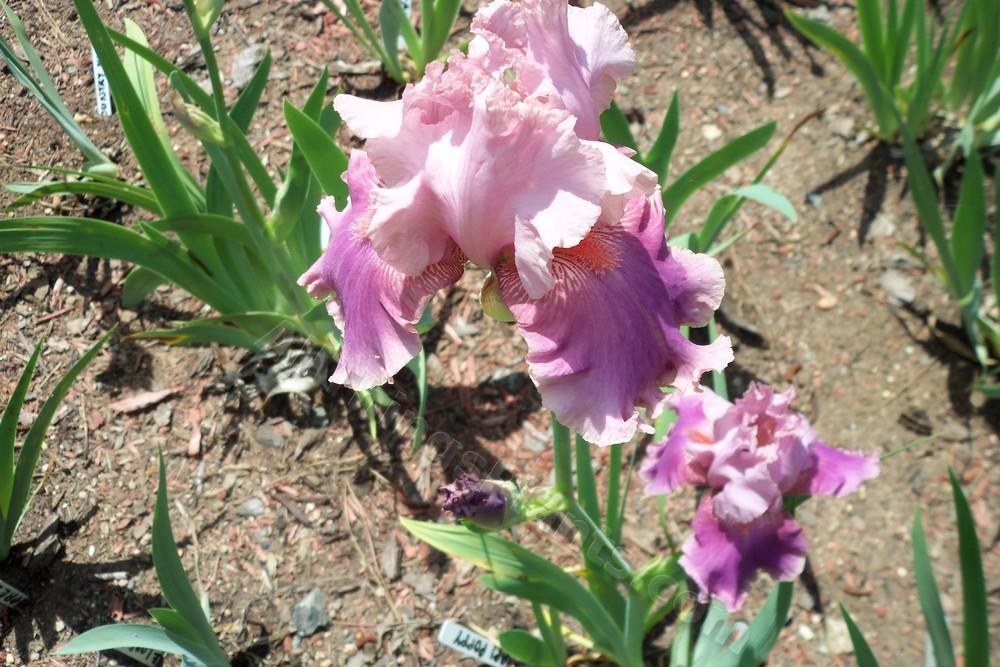 Photo of Tall Bearded Iris (Iris 'Okapi Poppy') uploaded by virginiarose