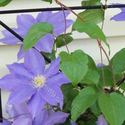 Location: My house in Portsmouth.
Date: 2013-05-10
My neighbor's clematis