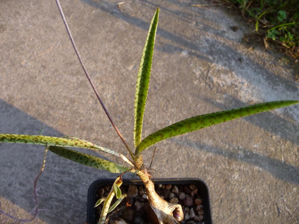 Photo of Silver Squill (Ledebouria socialis) uploaded by xeronema