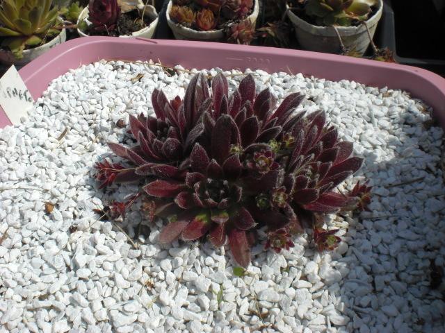 Photo of Hen and Chicks (Sempervivum 'Niphetos') uploaded by Cahac