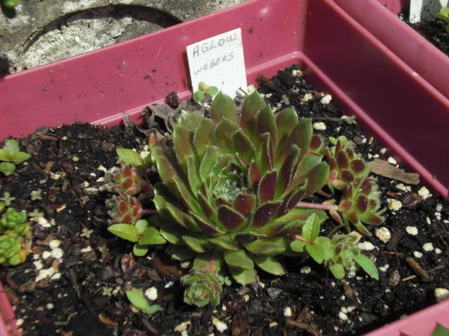 Photo of Hen and Chicks (Sempervivum 'Aglow') uploaded by Cahac