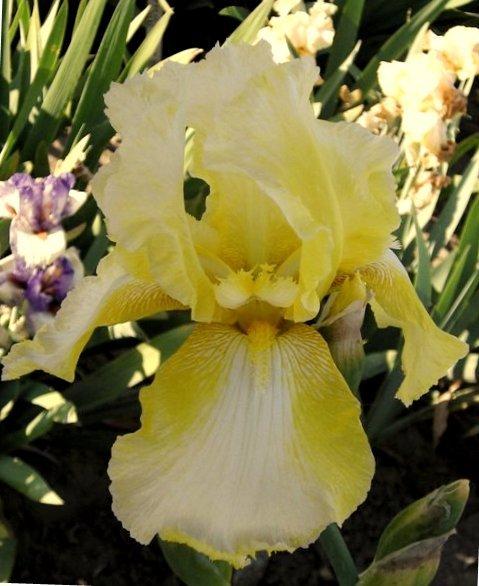 Photo of Tall Bearded Iris (Iris 'Truly Yours') uploaded by Calif_Sue