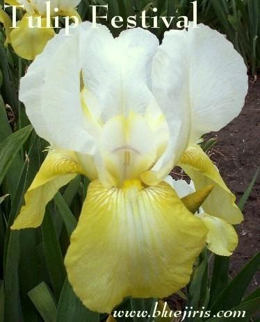 Photo of Tall Bearded Iris (Iris 'Tulip Festival') uploaded by Calif_Sue