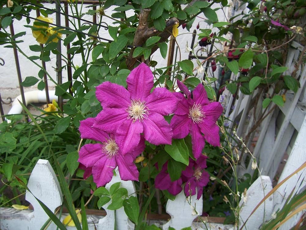 Photo of Clematis 'Ernest Markham' uploaded by Calsurf73