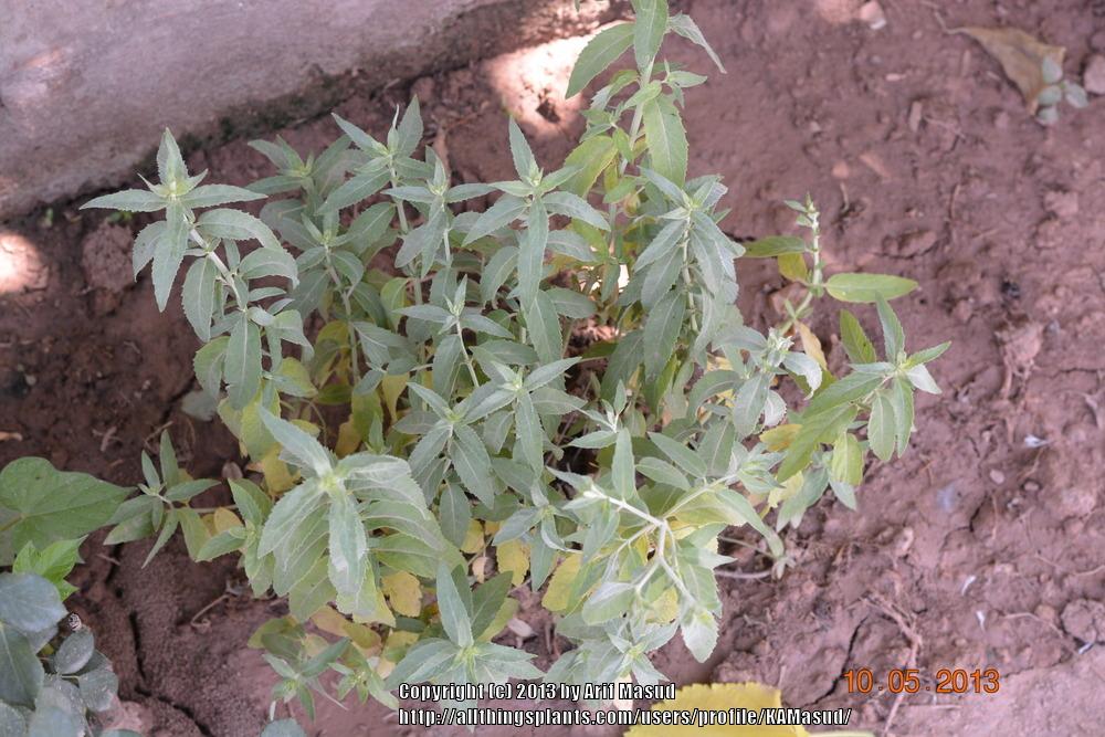 Photo of Mint (Mentha longifolia subsp. hymalaiensis) uploaded by KAMasud