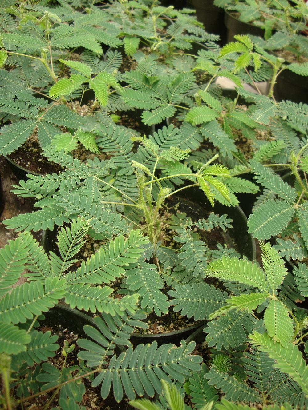 Photo of Sensitive Plant (Mimosa pudica) uploaded by Paul2032