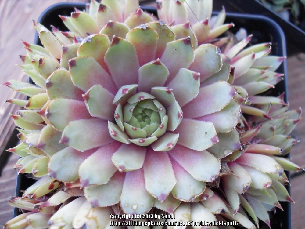 Photo of Hen and Chicks (Sempervivum calcareum 'Pink Pearl') uploaded by picklepuff