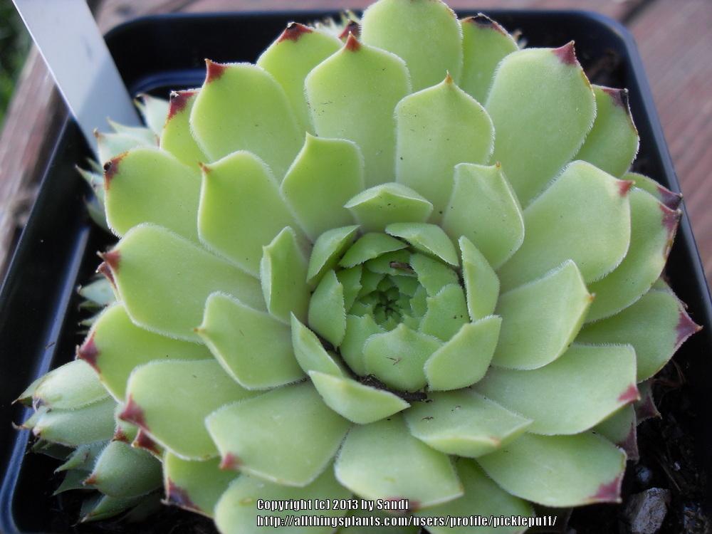 Photo of Hen-and-Chickens (Sempervivum calcareum 'Limelight') uploaded by picklepuff
