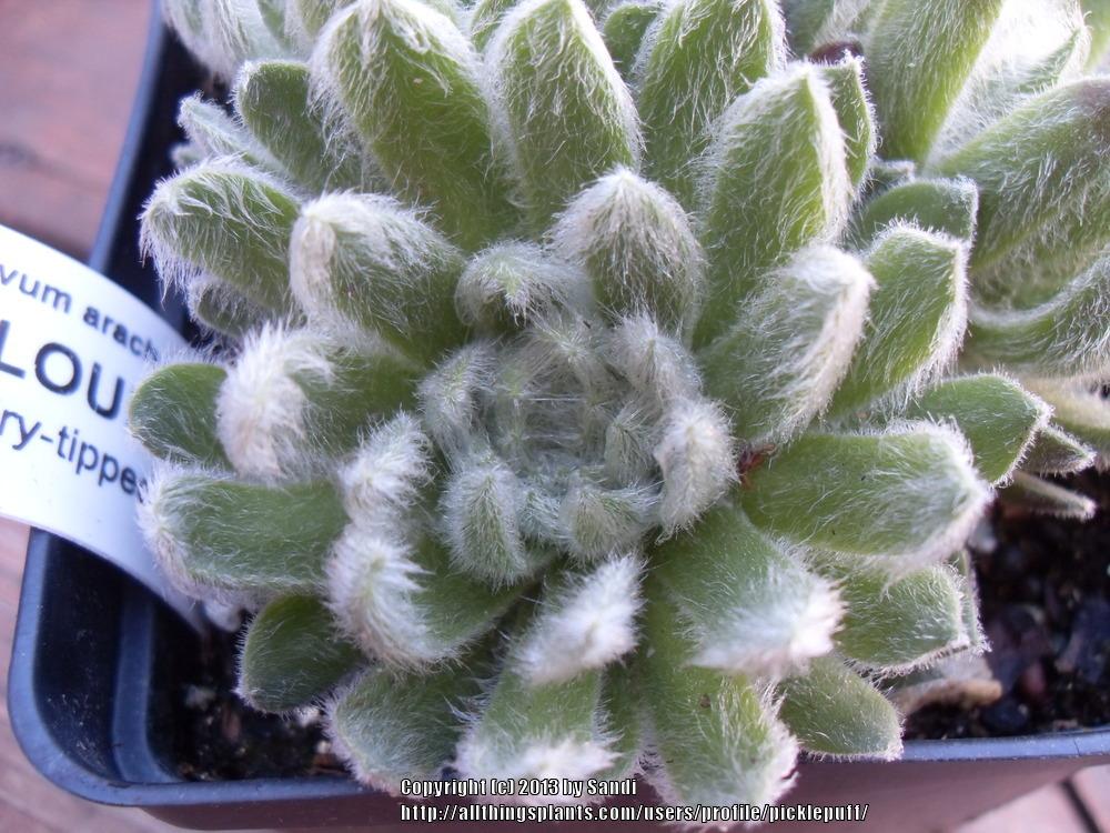 Photo of Hen and Chicks (Sempervivum 'St. Cloud') uploaded by picklepuff
