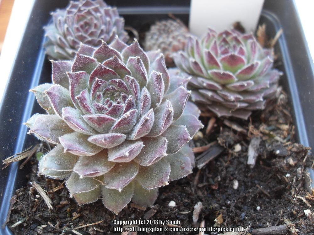 Photo of Hen and chicks (Sempervivum 'Quintessence') uploaded by picklepuff