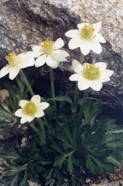 Photo of Anemone baldensis uploaded by robertduval14