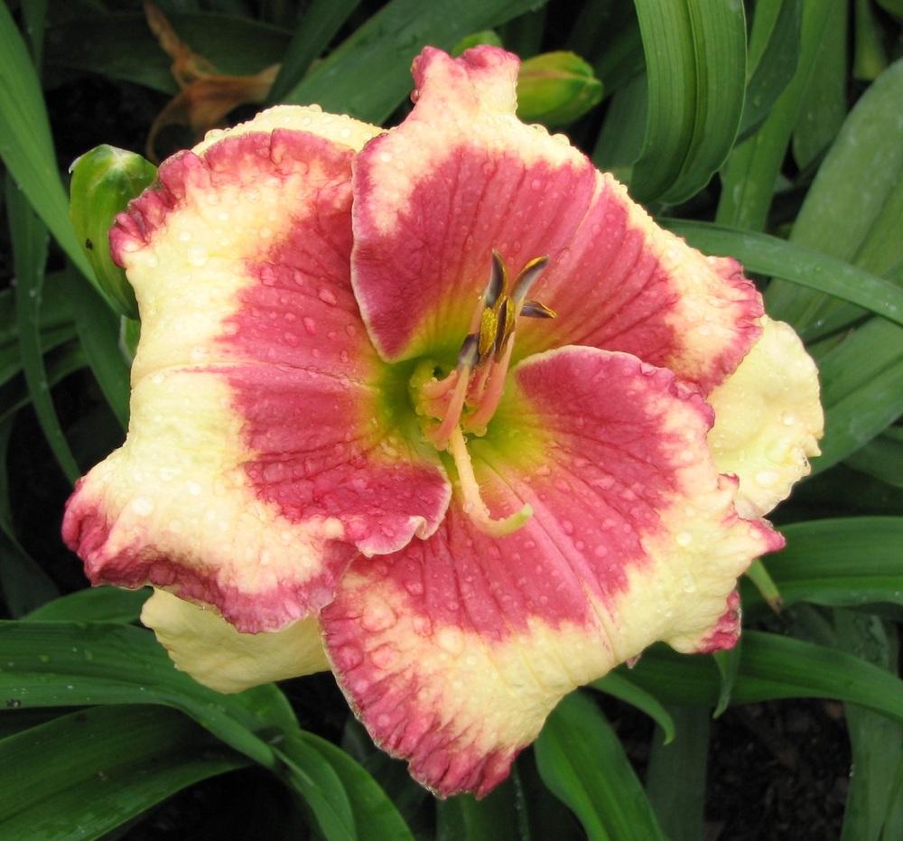Photo of Daylily (Hemerocallis 'Pink Cupid of Gascone') uploaded by tink3472