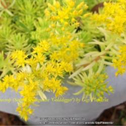 Location: Tampa, Florida
Date: March 2013
Gorgeous tiny yellow cluster blooms.