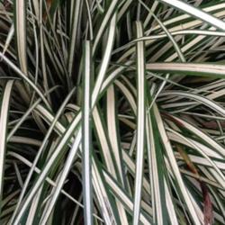 Location: Woodland
Date: Spring
Carex oshimensis blade color and structure