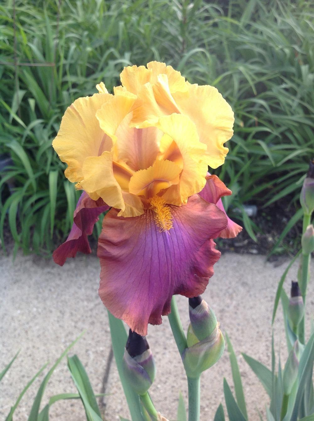 Photo of Tall Bearded Iris (Iris 'Megabucks') uploaded by Lilydaydreamer