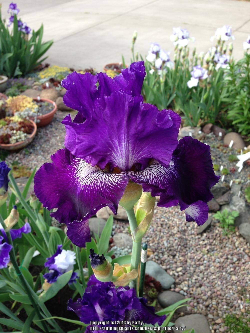 Photo of Tall Bearded Iris (Iris 'Fiddlin' Around') uploaded by Patty