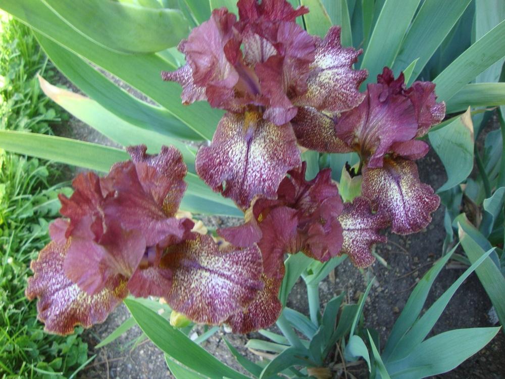 Photo of Intermediate Bearded Iris (Iris 'Starfield') uploaded by Paul2032