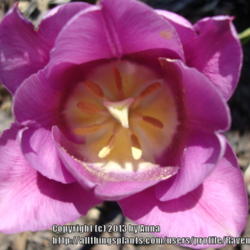 Location: RavenCroft Cottage
Date: 2013-05-06 
Note that this bloom is a poly. Four petals, four sepals, & 8 fil