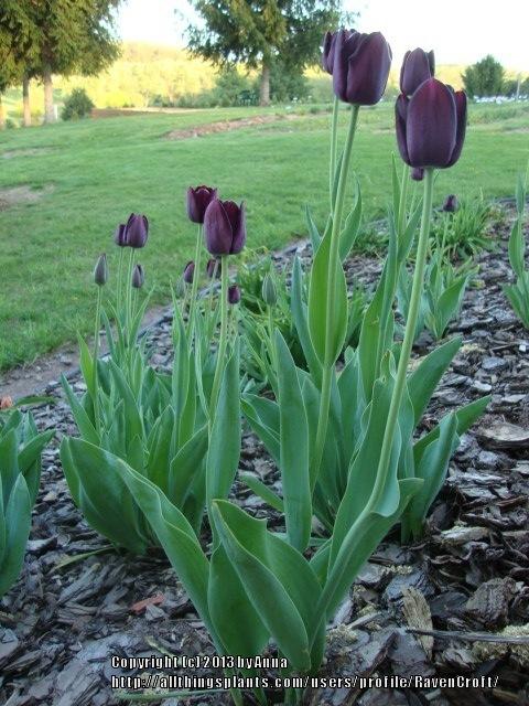 Photo of Single Late Tulip (Tulipa 'Queen of Night') uploaded by RavenCroft