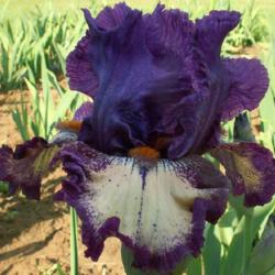 Location: Indiana
Open Your Heart tall bearded iris