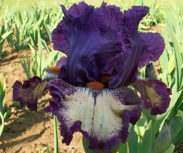 Photo of Tall Bearded Iris (Iris 'Open Your Heart') uploaded by diggit