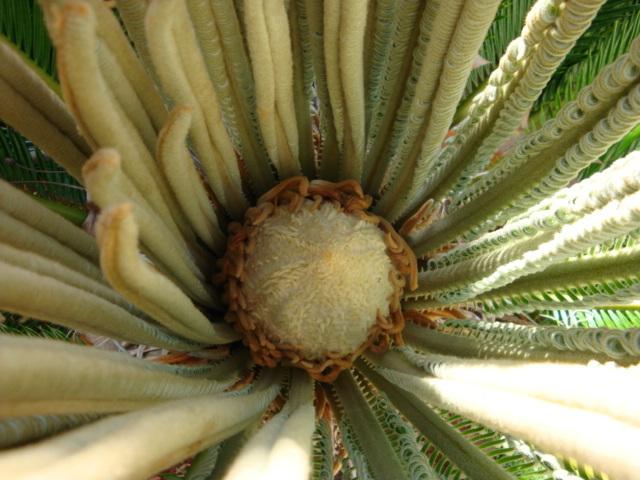 Photo of Sago Palm (Cycas revoluta) uploaded by flaflwrgrl