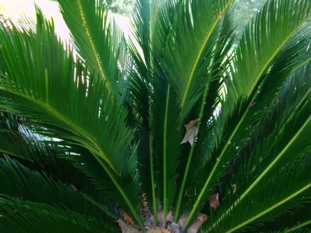 Photo of Sago Palm (Cycas revoluta) uploaded by flaflwrgrl