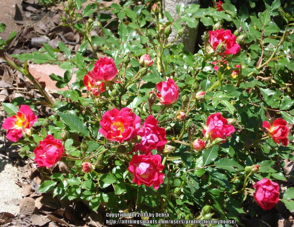 Photo of Rose (Rosa 'Nature Meillandecor') uploaded by lovemyhouse