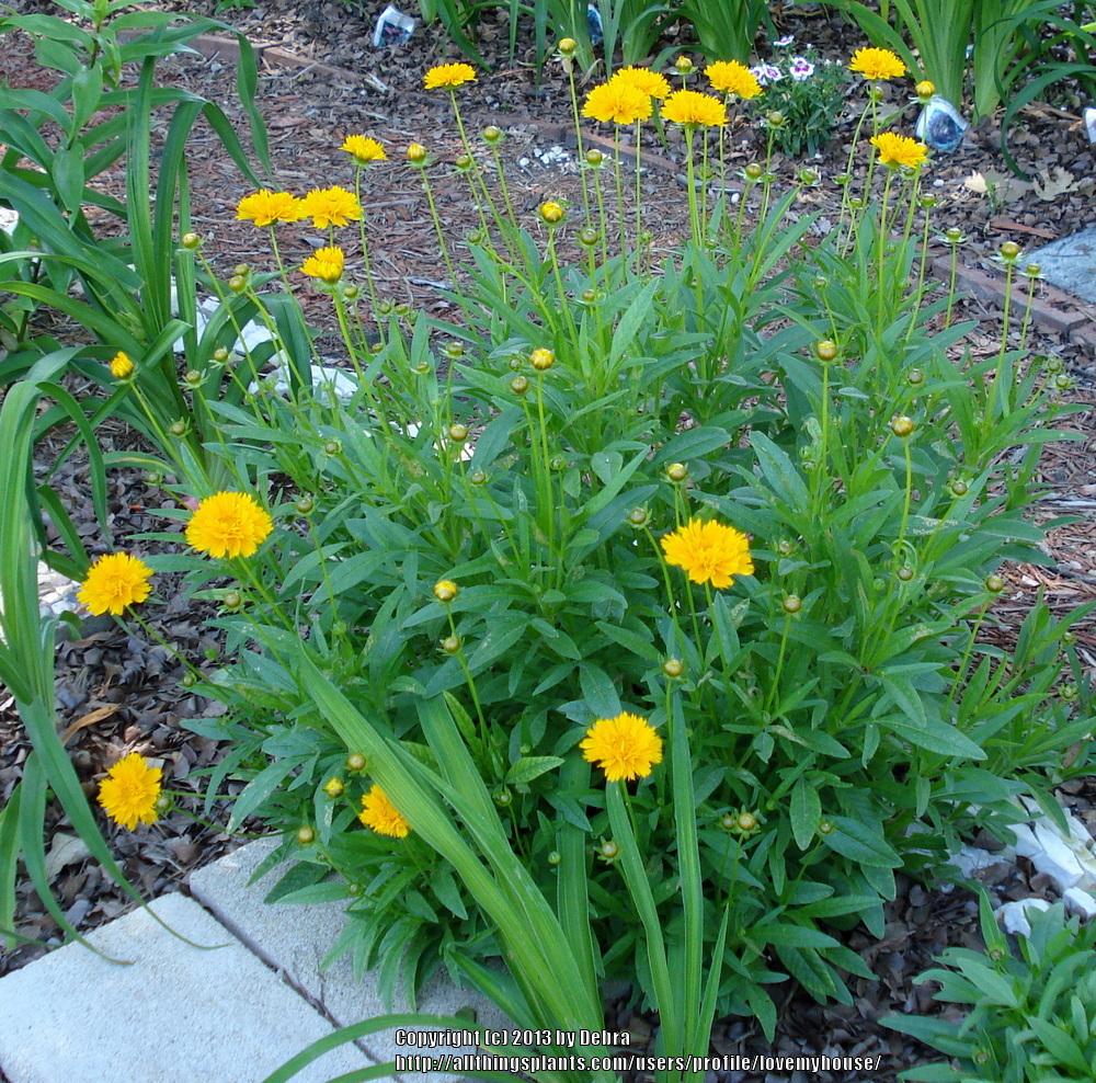 Photo of Bigflower Coreopsis (Coreopsis 'Early Sunrise') uploaded by lovemyhouse