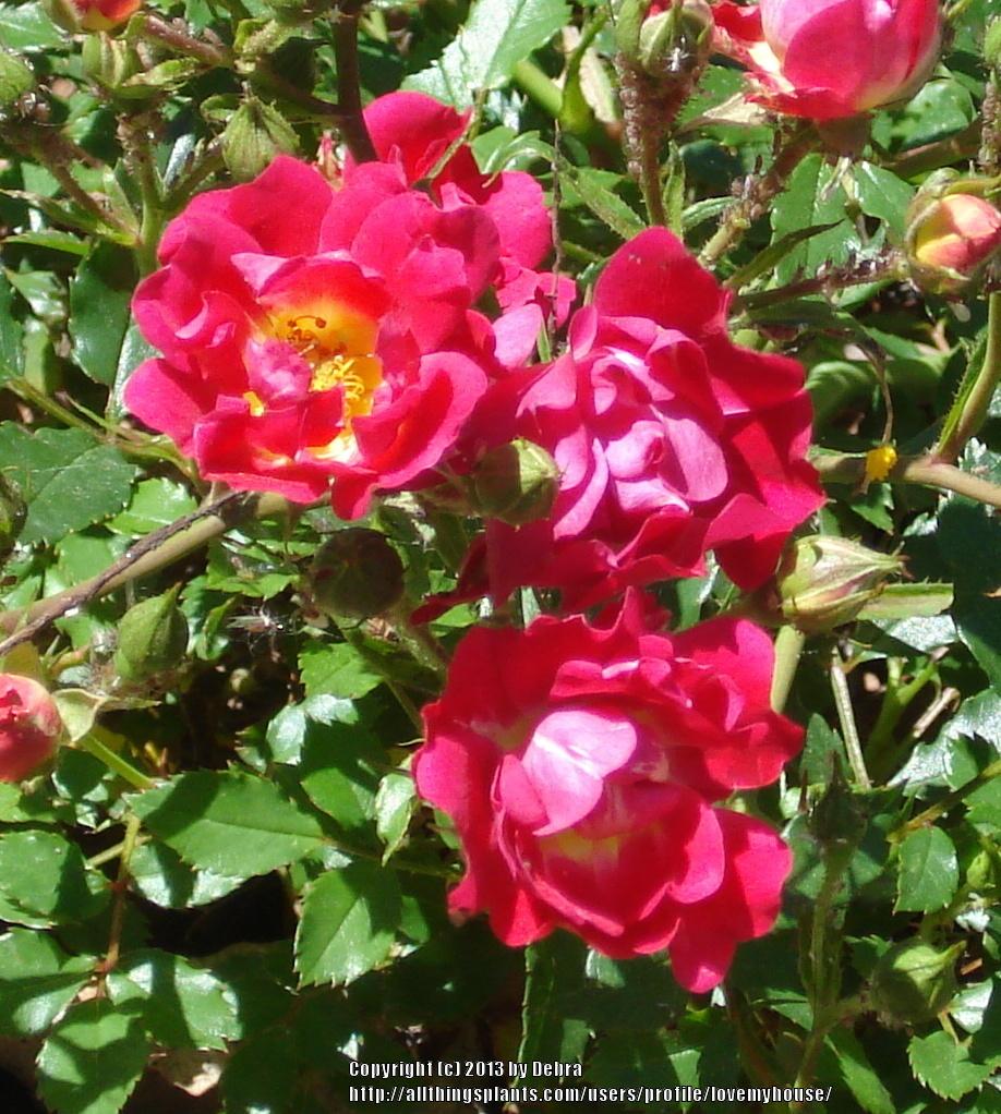 Photo of Rose (Rosa 'Nature Meillandecor') uploaded by lovemyhouse