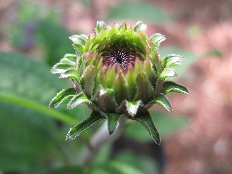 Photo of Coneflower (Echinacea 'Raspberry Truffle') uploaded by robertduval14