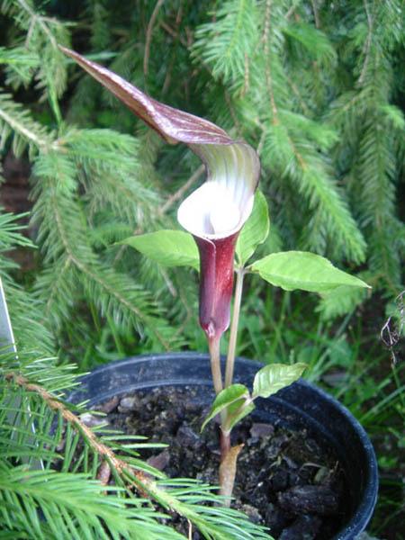 Photo of Japanese Cobra Lily (Arisaema sikokianum) uploaded by robertduval14