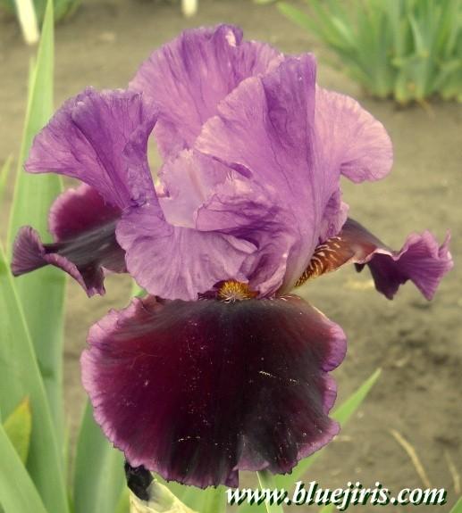 Photo of Tall Bearded Iris (Iris 'Violet Turner') uploaded by Calif_Sue