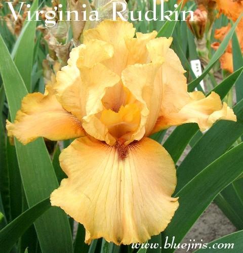 Photo of Tall Bearded Iris (Iris 'Virginia Rudkin') uploaded by Calif_Sue