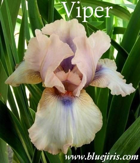 Photo of Intermediate Bearded Iris (Iris 'Viper') uploaded by Calif_Sue