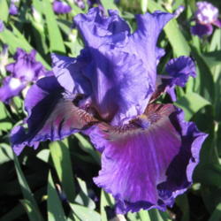 Location: My garden in Northwest Arkansas
Date: 2013-05-13
Stunning colors in this iris are difficult to capture in a photo.