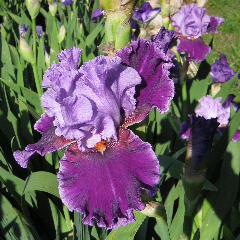 Photo of Tall Bearded Iris (Iris 'About Town') uploaded by Dodecatheon3