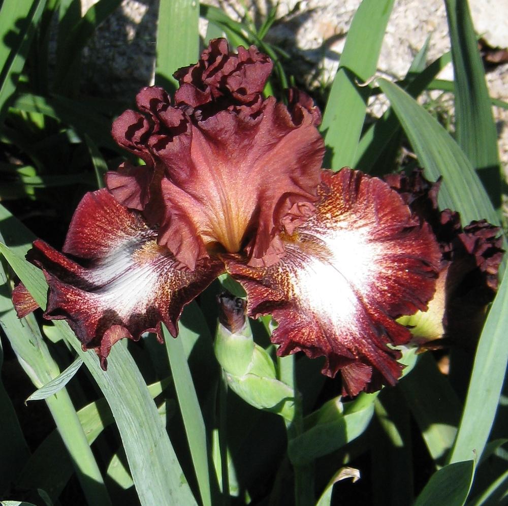 Photo of Tall Bearded Iris (Iris 'Spice Lord') uploaded by Dodecatheon3