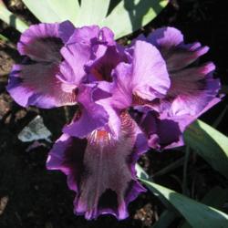 Location: My garden in Northwest Arkansas
Date: 2013-05-13
It is difficult to captury the stunning beauty of this iris - it 