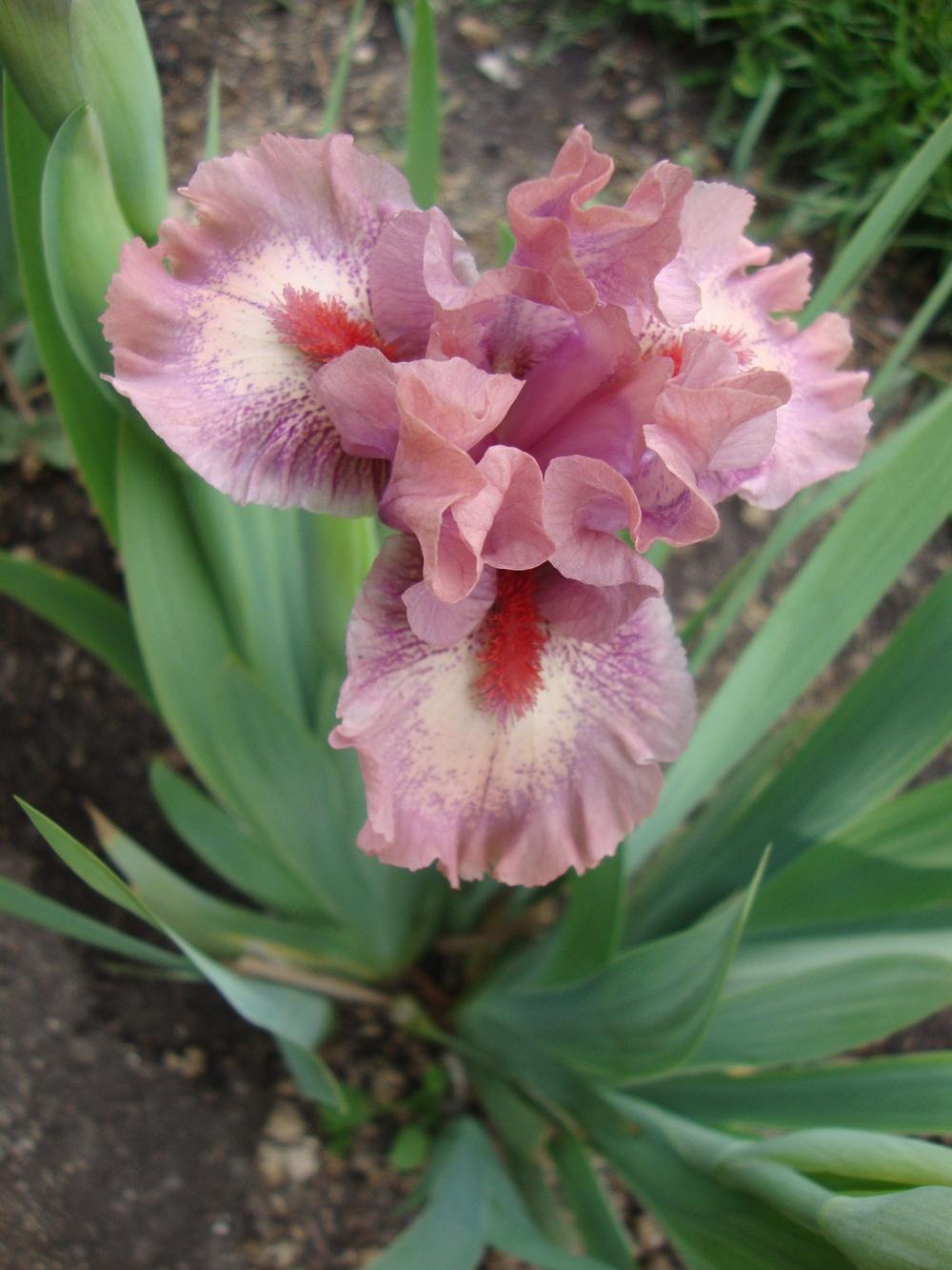 Photo of Standard Dwarf Bearded Iris (Iris 'Raspberry Ice') uploaded by Paul2032