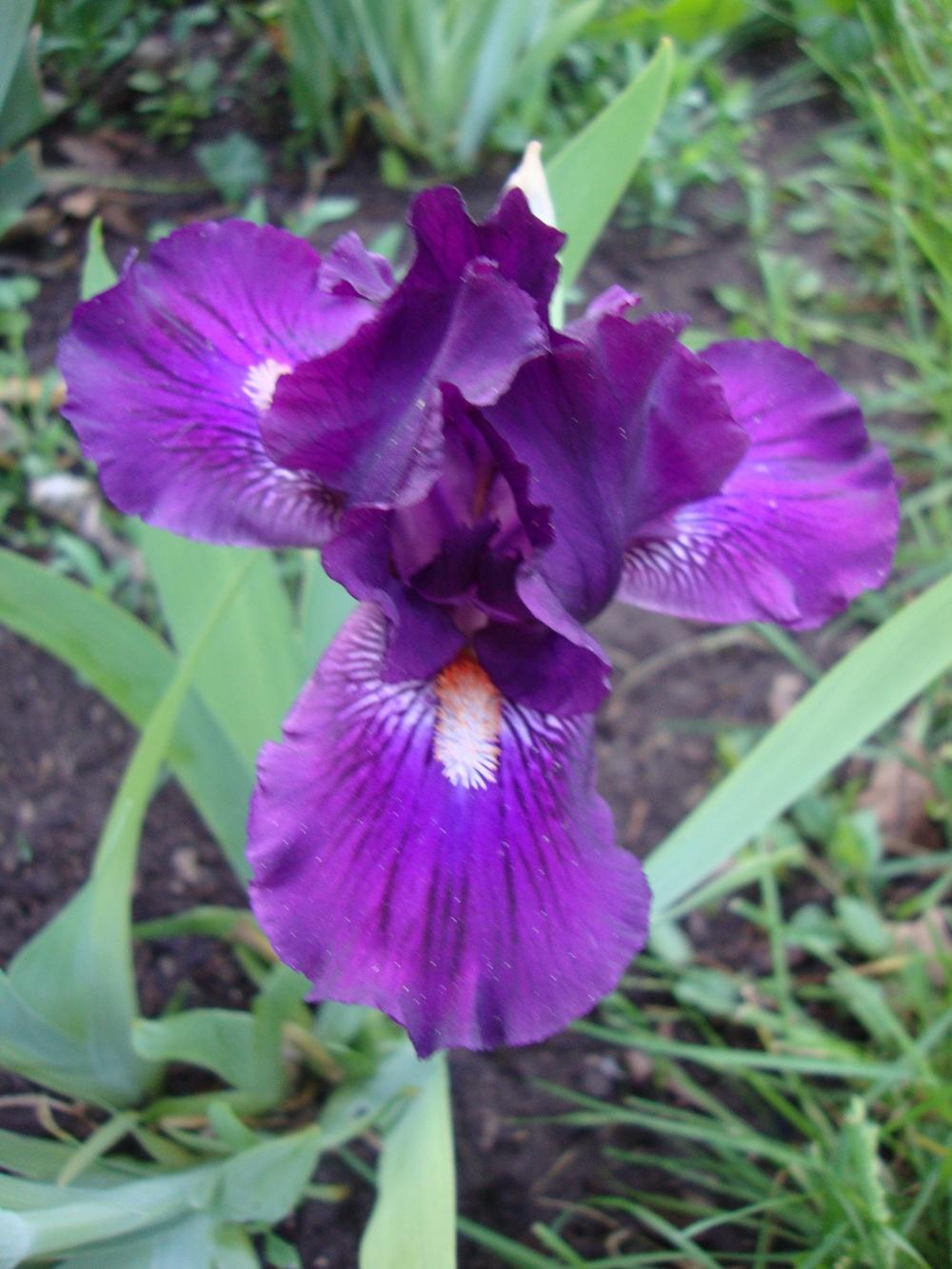 Photo of Standard Dwarf Bearded Iris (Iris 'Purple Tiger') uploaded by Paul2032
